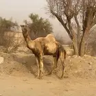 جمل للبيع السن ناب هادي مره