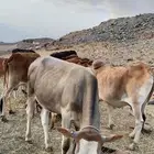 بقر