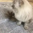 قط ذكر هملايا يطلب تزاوج