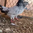 حمام بكستاني