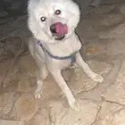 كلب هاسكي للتبني