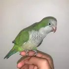كويكر اليف