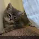 قط شيرازي يحتاج علاج فطريات