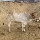 للبيع ثلاث خبيش الموقع هروب على السوم