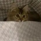 قطوه