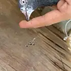 زوج تيدي منتج