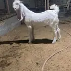 تيس 4 شهور ان ذبحت ولا فحلت طيب بالحيل