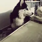 هاسكي للبيع القيمه 400