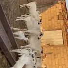 ماعز بيشي صنف