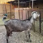 عنز شاميه للبيع