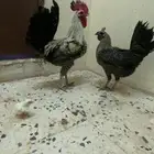 طقم ديك وا دجاجه دندراوي بلدي معه فرخ