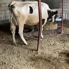 بقره هولندي