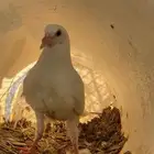 زغاليل