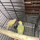 زوج درة هولندي( عيون حمراء )