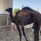 بكره قصب حقه او لقيه