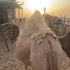 مفرود قصب