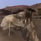 ناقه مجهم عربيه لقاح في 6 شهور