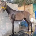 مهر