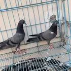 حمام بكستاني توب