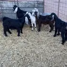4 جفار وتيسين