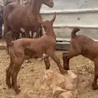عنز عليها 2