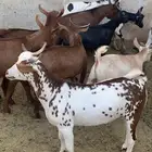 10 تيوس مجملة فل شحم مشروطة من كل العذاريب