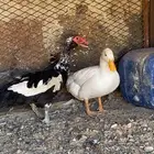 بط البيع انثي وذكر اقبل بدل ب دجاج