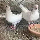 حمام فرنسي جامبو وارانب