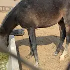 حصان العمر سنه