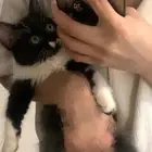 قطط