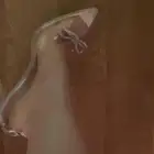 كعب