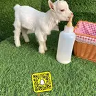 ماعز قزمي عروض