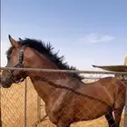 خيل شعبي