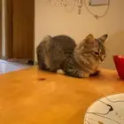 قطه للتبني
