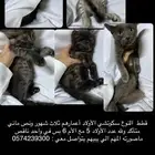 قطط سكوتشي للبيع مع الأم