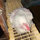 دجاج امهات أوزان 4 كيلو