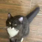 قط للبيع شيرازي