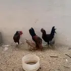 دجاج بلدي