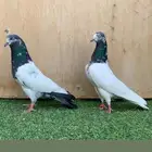 جوز باكستاني تيدي