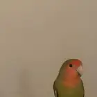 زوج روز للبيع