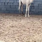 قعودين للبيع طيبه