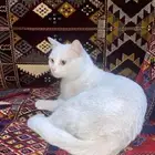 قط منزلي ابيض