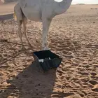 قعود يضرب سنه هاذي علياني كفو شرط