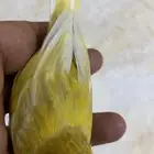للبيع دكر كناري فاتح تغريد