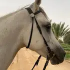 حصان ورق