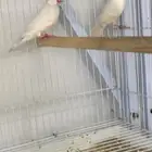 للبيع جوز جاوه دايلت عيون حمر