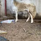 شاه صنف الصنف