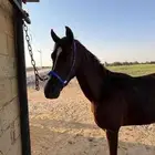 للبيع مهر شعبي
