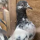 طبات حمام باكستاني