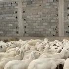 ضان دفع كفو للبيع